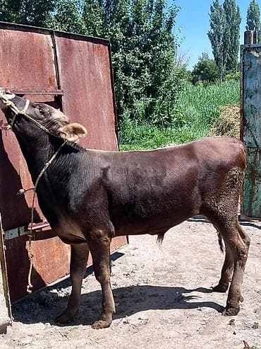 сколько стоит лошадь орловский рысак: Продаю | Бык (самец) | На откорм — 7