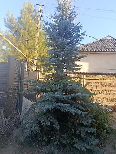 купить саженцы туи: Ель голубая (Picea pungens ‘Glauca’) — крупномер для озеленения — 1