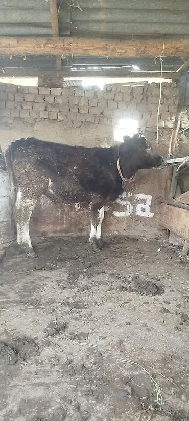 бычок телка: Продаю | Тёлка | Для разведения | Привязанные — 1
