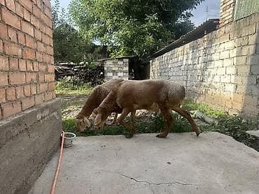 собаки рынок в бишкеке цены: Продаю | Овца (самка) | Эдильбаевская | На забой — 4