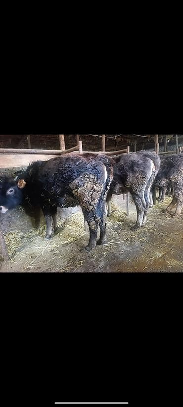 Коровы, быки: Продаю | Тёлка | На откорм | Привязанные — 2