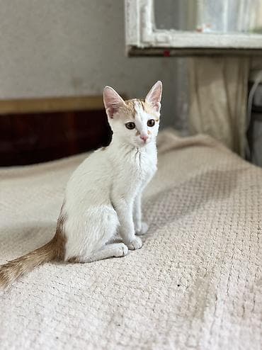 абиссинские котята: 4 месяца, Мальчик, Приучена к лотку — 4