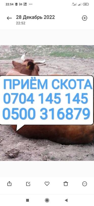 Куплю | Коровы, быки, Лошади, кони | Круглосуточно, Любое состояние, Забитый at lalafo.kg Куплю | Коровы, быки, Лошади, кони | Круглосуточно, Любое состояние, Забитый