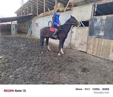 лошади айгыр: Продаю | Жеребец | Конный спорт — 3