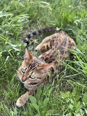 fermer kg: 🐾 Ищем кота для вязки 🐾 Бенгальская красавица ищет породистого кота — 1