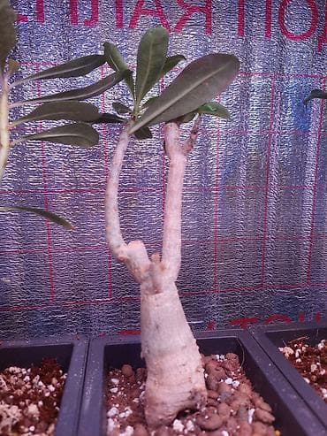 толстянка купить: Аденiums (Adenium obesum) – коллекционные суккуленты с каудексом — 2