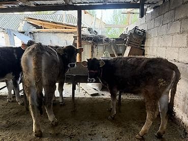 тазы собака: Сатам | Музоо | Аргын | Бордоп семиртүү үчүн | Байланган — 4