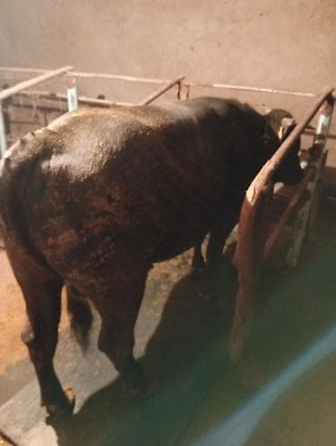 рабочий аттар: Продаю | Бык (самец) | На откорм | Племенные — 4