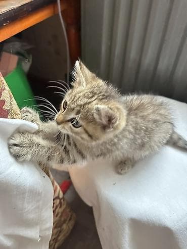 американская жесткошёрстная кошка: Кошка даром: Беспородная, 2 месяца, Девочка, Приучена к лотку — 9