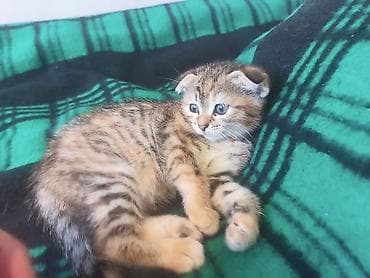 домашние котята: Беспородная, 1 месяц, Девочка, Приучена к лотку — 6