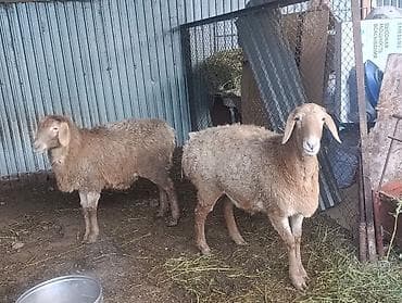 стригальная машинка для стрижки овец: Продаю | Овца (самка) | Для разведения | Матка — 3
