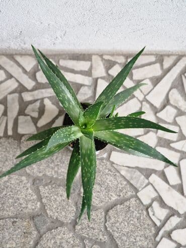 алоэ вера форевер: "Алоэ-Вера" Продаю бoльшой Алоэ-Вера 🌱 Вoзрaст: - 5ти летки. В — 2