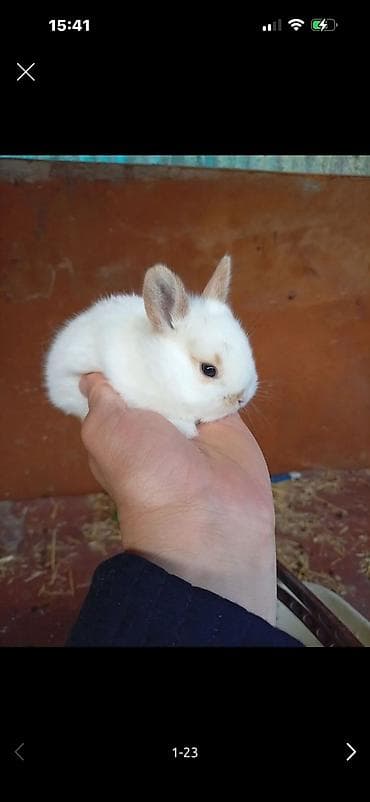 клетка для кури: Продаю декоративного кролика вместе с клеткой ! Клетка новая. Кролику — 2