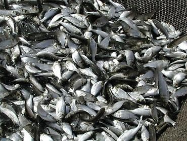 big boy: Малек малёк малёк Описание: - Вид: мелкая белая речная рыба — 3