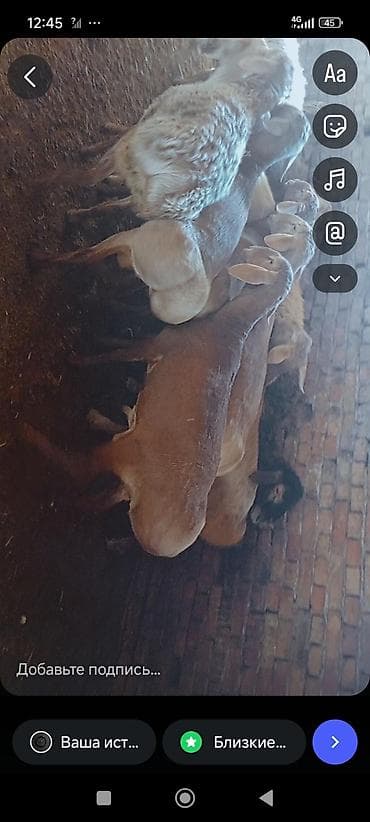 эркек ит ош: Сатам | Ургаачы кой (ургаачы) | Көбөйтүү үчүн — 8