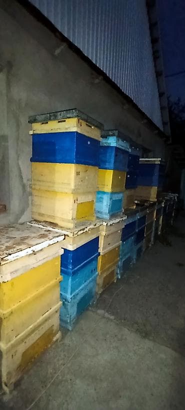 ящик пчелы: Продам Улья б.у. количество 20шт. система рута. 12 рамонный 2х — 6
