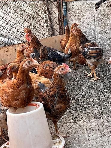 куры японские: Продаю | Цыплята | Домашняя | Для разведения — 2