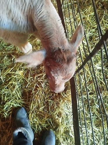 бык бычки: Продаю | Музоо, торпок — 3