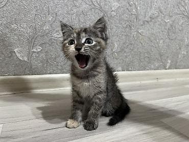 Продажа кошек: Кошка даром: Беспородная, Девочка, Приучена к лотку — 3