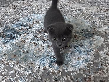 Мышыктар: Скотиш Фолд (Шотландиялык шалпаң кулак), 1 айлык, Ургаачы, Боз, Лотокко барууга үйрөтүлгөн — 1