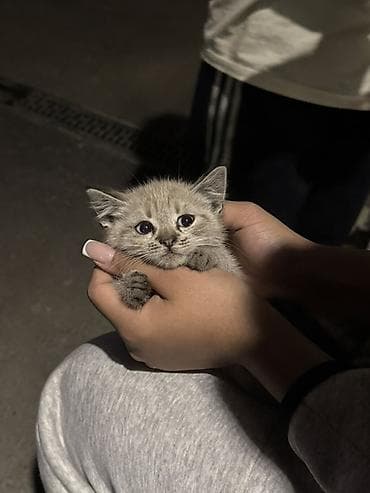 барханный кот: Котёнок, окраска серо-песочная с лёгким тигровым рисунком. Большие — 5