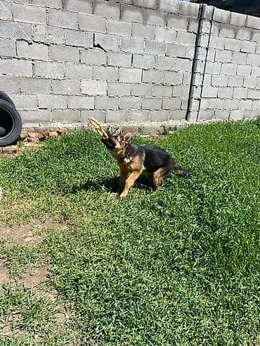 рыжие котята: Немецкая овчарка, 3 месяца, Самка, С прививкой, С родословной — 5