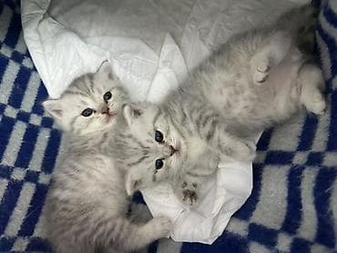 эдилбай кой: Шотландские котята, окрас серебристый с рисунком (shaded/tabby) — 3