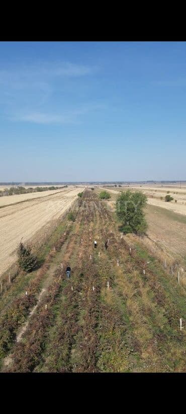 сколько стоит аренда земли сельхозназначения: 200 соток, Для сельского хозяйства — 1