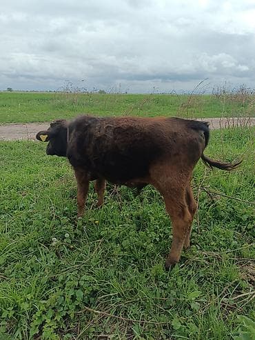 швиц теленок: Продаю | Музоо, торпок | Привязанные — 3