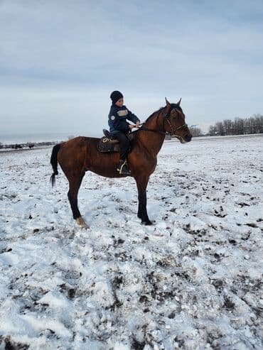 сиамская длинношерстная кошка: Продаю | Жеребец | Рабочий — 1