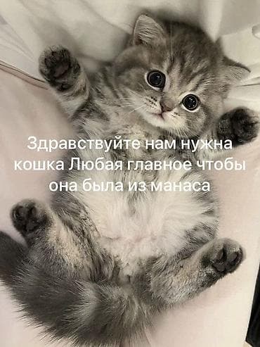 Бизге мышык керек манастан порода болсо жакшы болот