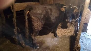 племенные коровы молочные купить: Продаю | Корова (самка) | Для разведения | Привязанные — 1