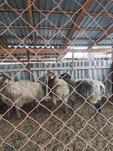 чихуахуа цена: Продаю | Баран (самец) | Полукровка | На забой, Для разведения — 1