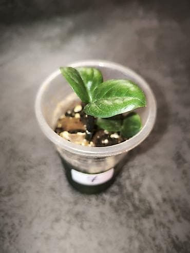 Комнатные розы: Детки замиокулькасов Замифолия и Зензи. В каждом стаканчике по 2 — 8