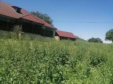 Продается сельхозобъект с участком в живописной холмистой местности
