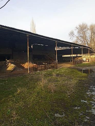 село петровка: Продается производственная база с фермой свинарником — 4