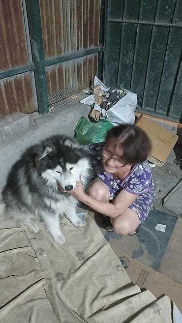Аляскинский маламут, кобель. Крупный, мощный, с густой двойной шерстью — 2
