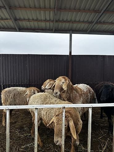 живой корм: Продаю | Овца (самка) | Эдильбаевская | Для разведения | Матка — 4