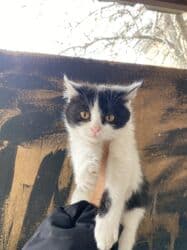 котик вислоухий купить: 3 месяца, Мальчик, Приучена к лотку, Проглистована — 5