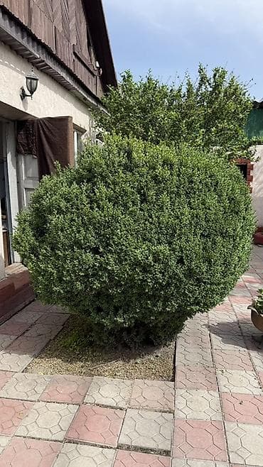 цветов: Самшит (Buxus sempervirens), крупный сформированный шар. - — 3