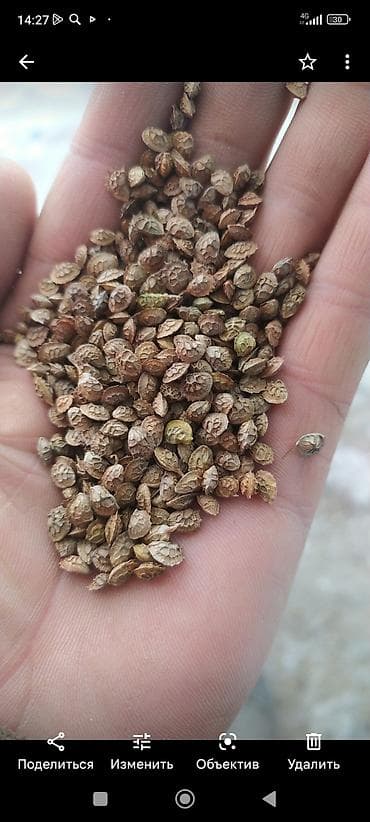 эспарцеп: Урматуу кардарлар эспарцет семена уругу сатылат. онумдулугуу сапатттуу — 1