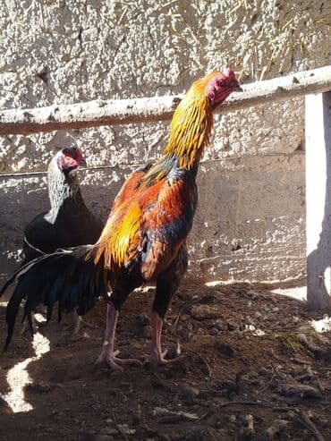 куры легорны: Продаю | Куры — 5