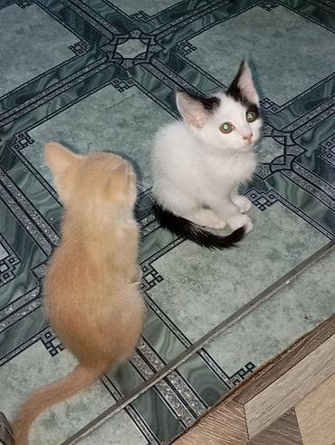 черные кошки: Котята, помёт домашний. - Возраст: примерно 2–3 месяца. - Окрас: - — 1