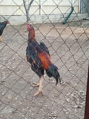 гнездо для кур: Дакан жожо короз сатылат активный алмашу жолдору бар адрес Заря — 2