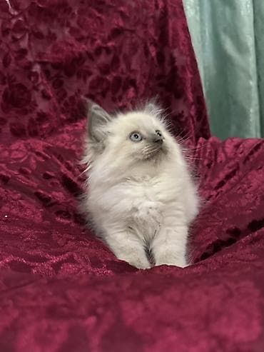 доберман купить щенка: Тайская, 2 месяца, Девочка, Биколор, Приучена к лотку — 6