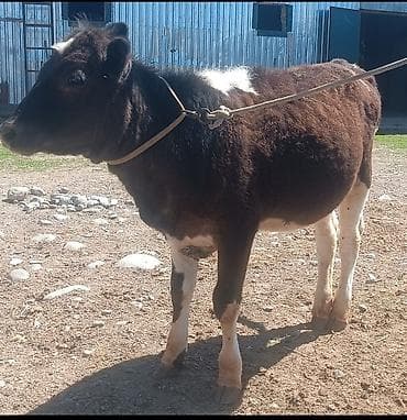 кошки джалал абад: Продаю | Музоо, торпок — 1