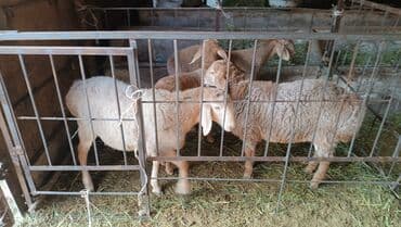 Иттер: Сатам | Козу | Көбөйтүү үчүн — 1