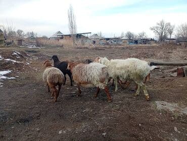 scottish fold: Продаю | Овца (самка) | Полукровка | Для разведения — 3