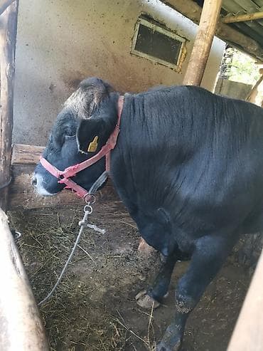 крупные собаки: Продаю | Бык (самец) | Абердин-ангус | Для разведения | Осеменитель — 9