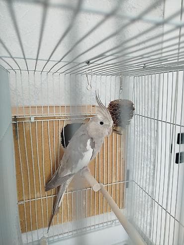 купить говорящий попугай: Продам попугая, самка.Без клетки — 7